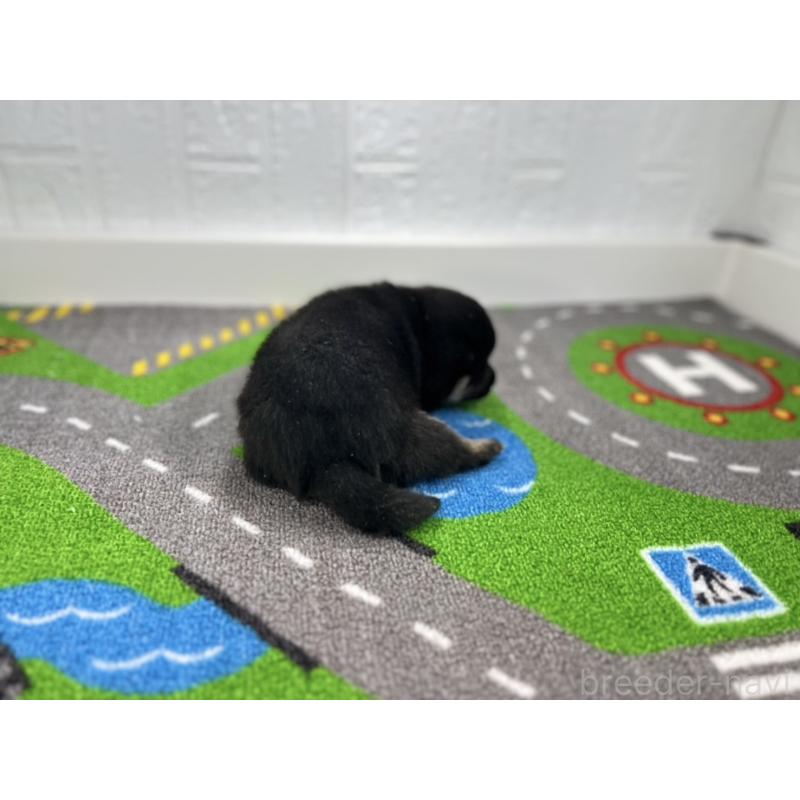 販売中の愛知県の豆柴-436266の3枚目