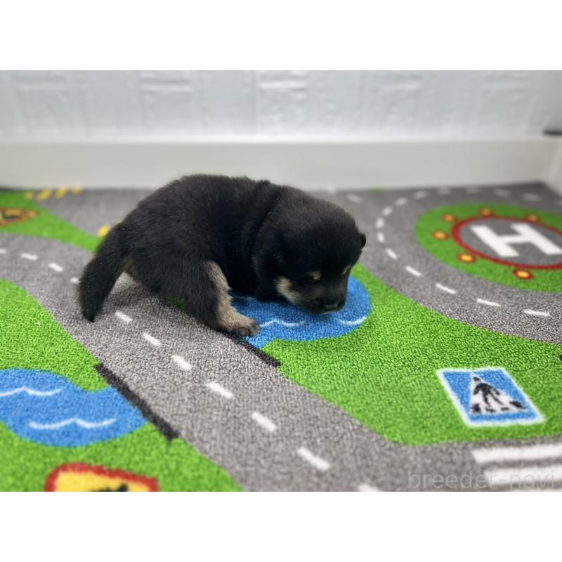 販売中の愛知県の豆柴-436266の2枚目