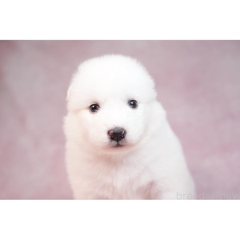 販売中の群馬県のサモエド-436267の10枚目