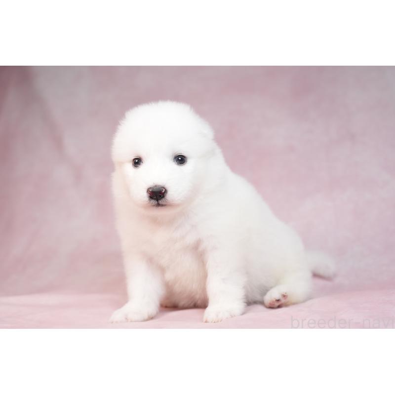 販売中の群馬県のサモエド-436267の9枚目