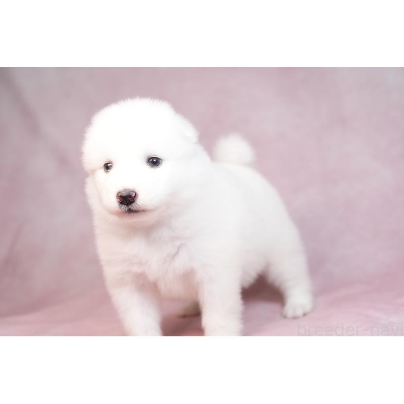 販売中の群馬県のサモエド-436267の8枚目