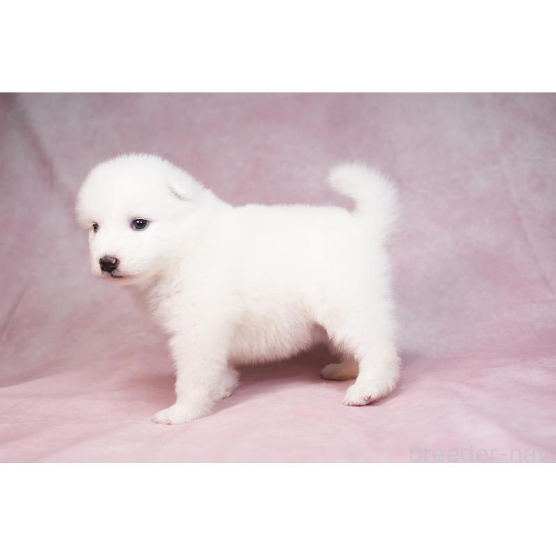 販売中の群馬県のサモエド-436267の7枚目