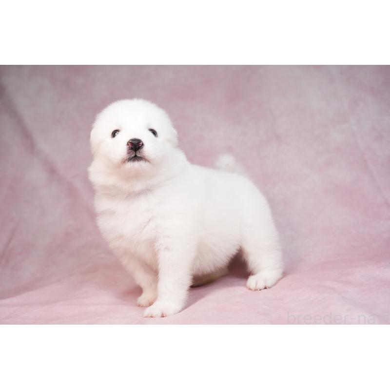 販売中の群馬県のサモエド-436267の6枚目