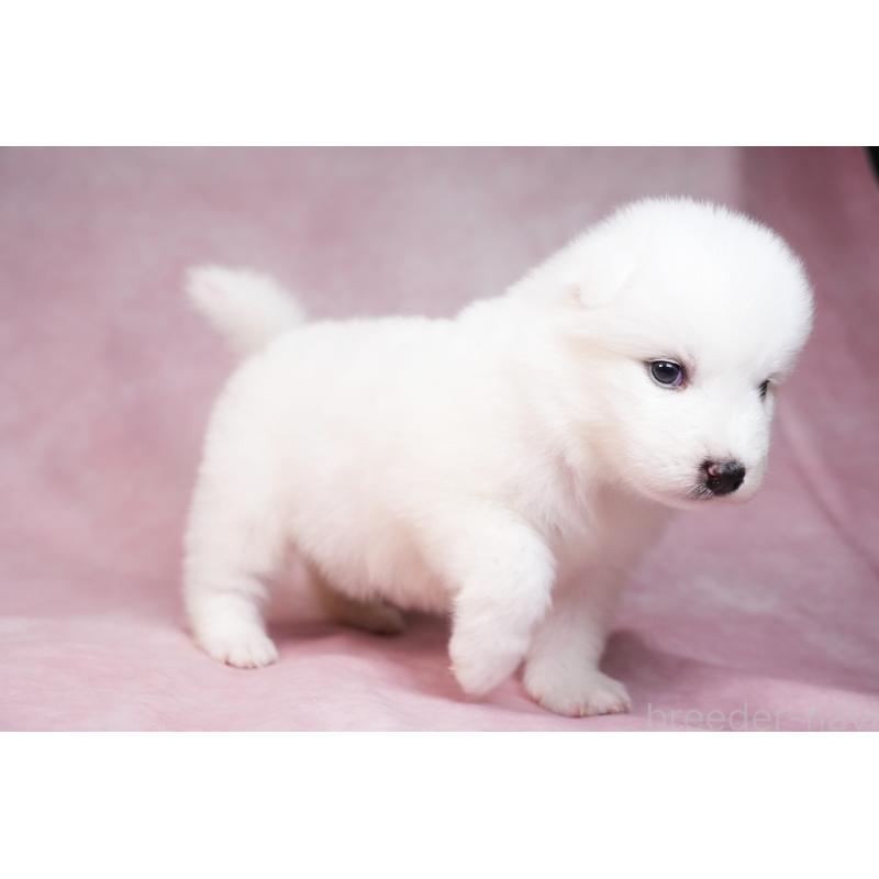 販売中の群馬県のサモエド-436267の5枚目