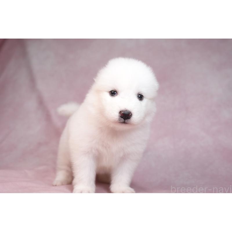 販売中の群馬県のサモエド-436267の4枚目