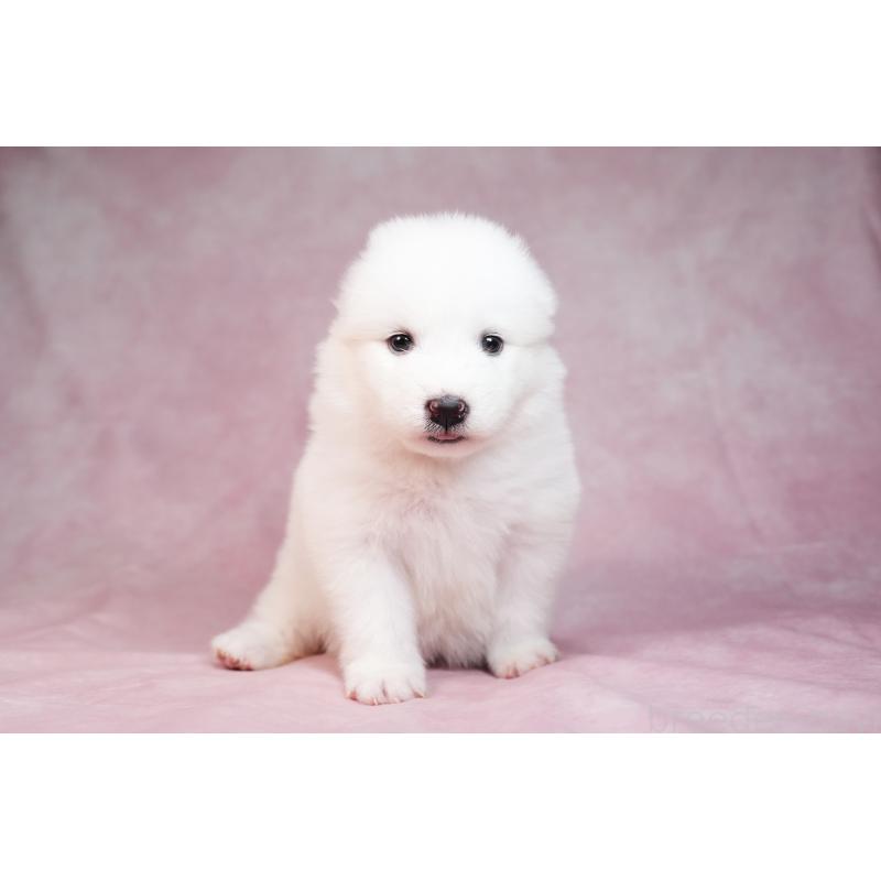 販売中の群馬県のサモエド-436267の3枚目