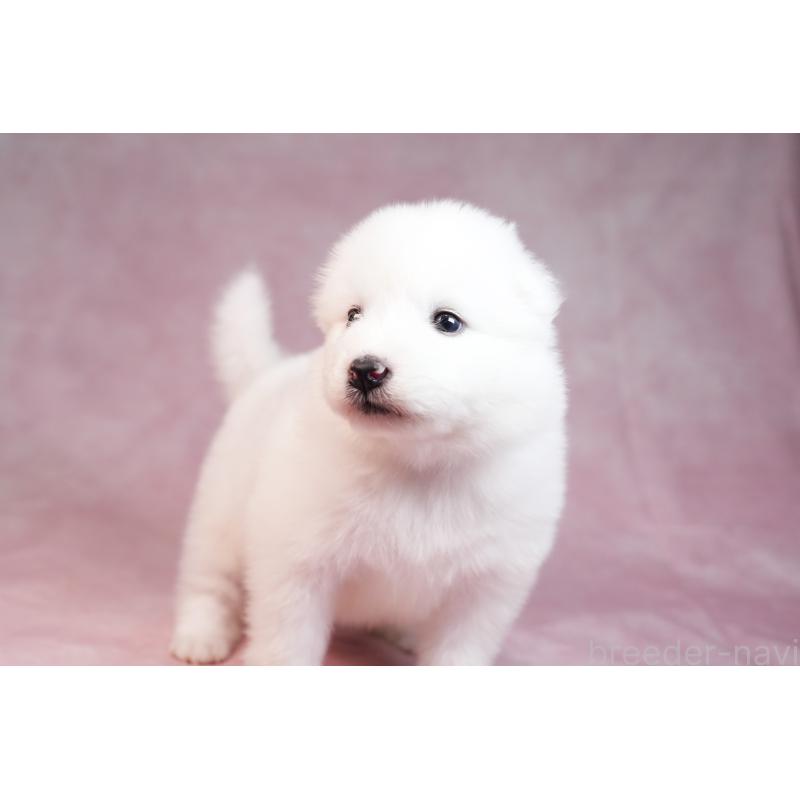 販売中の群馬県のサモエド-436267の2枚目