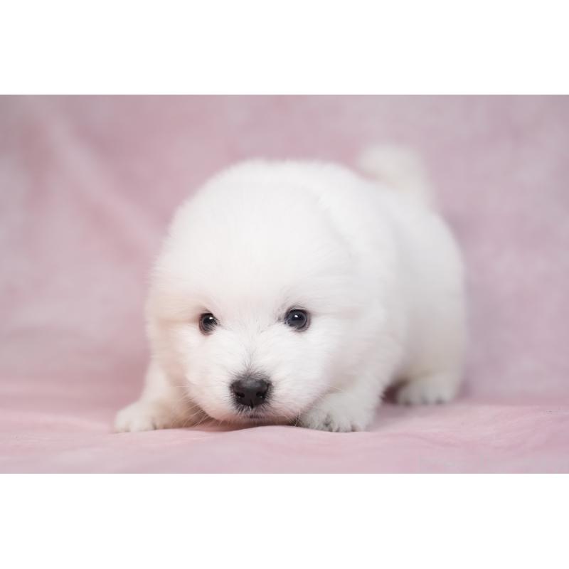 販売中の群馬県のサモエド-436269の14枚目