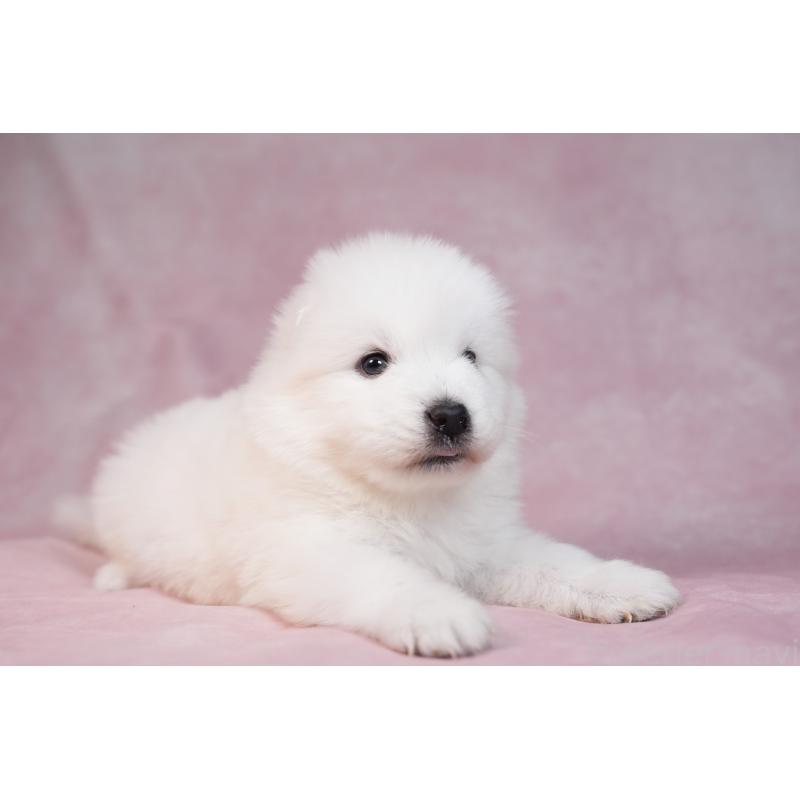 販売中の群馬県のサモエド-436269の13枚目