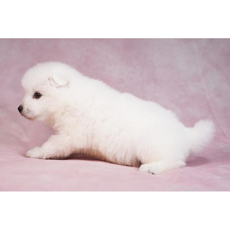 販売中の群馬県のサモエド-436269の12枚目