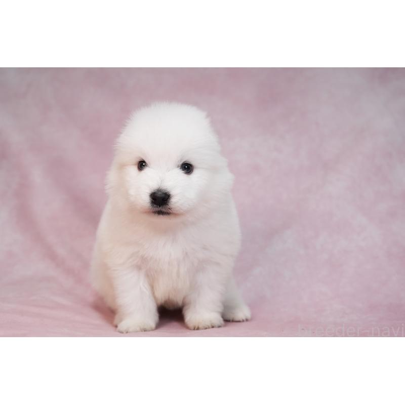 販売中の群馬県のサモエド-436269の11枚目