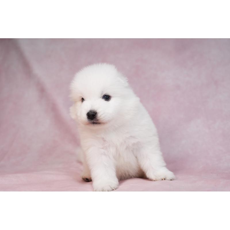 販売中の群馬県のサモエド-436269の10枚目