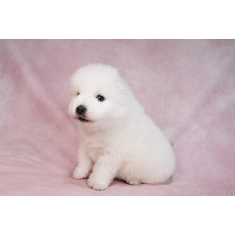 販売中の群馬県のサモエド-436269の9枚目