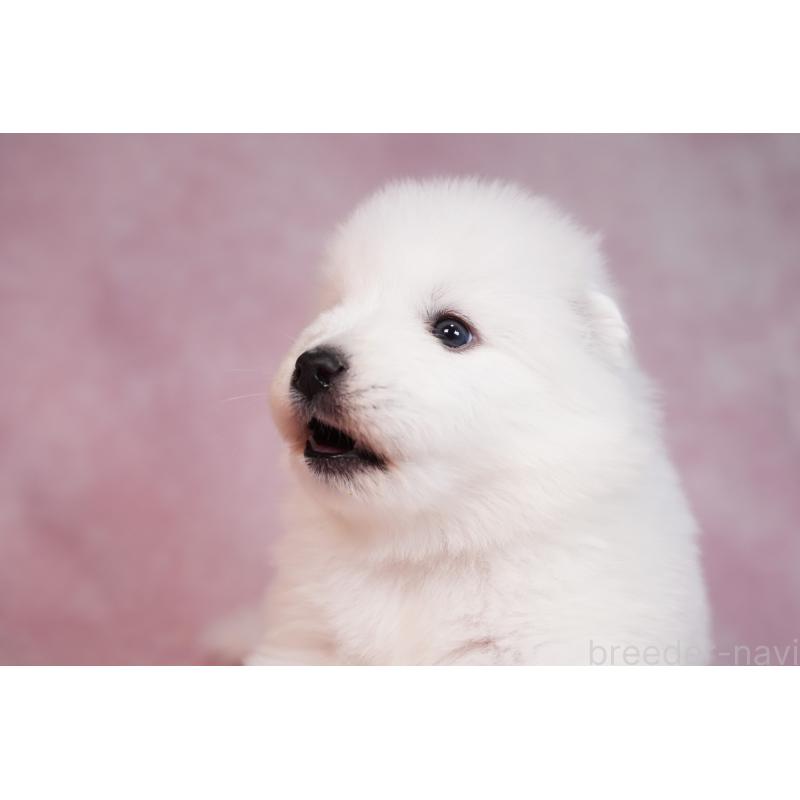 販売中の群馬県のサモエド-436269の8枚目