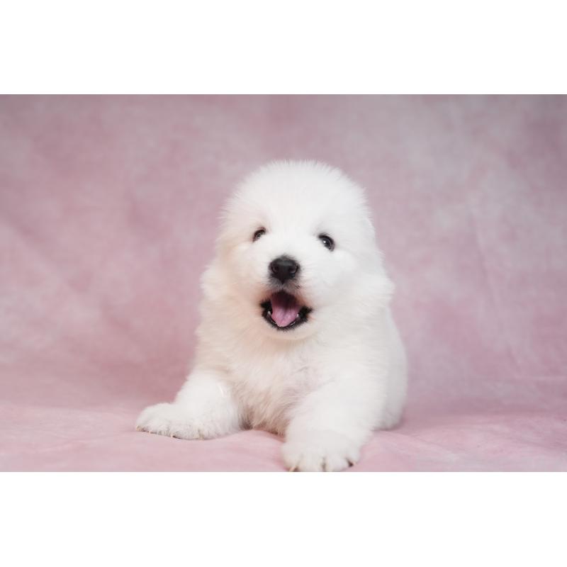 販売中の群馬県のサモエド-436269の7枚目