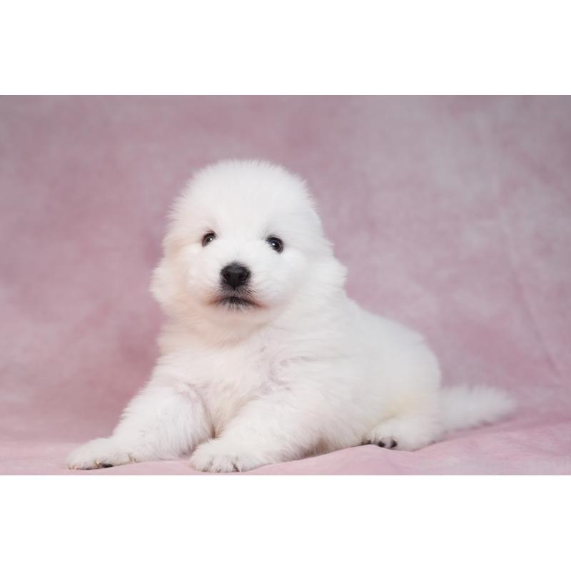 販売中の群馬県のサモエド-436269の6枚目