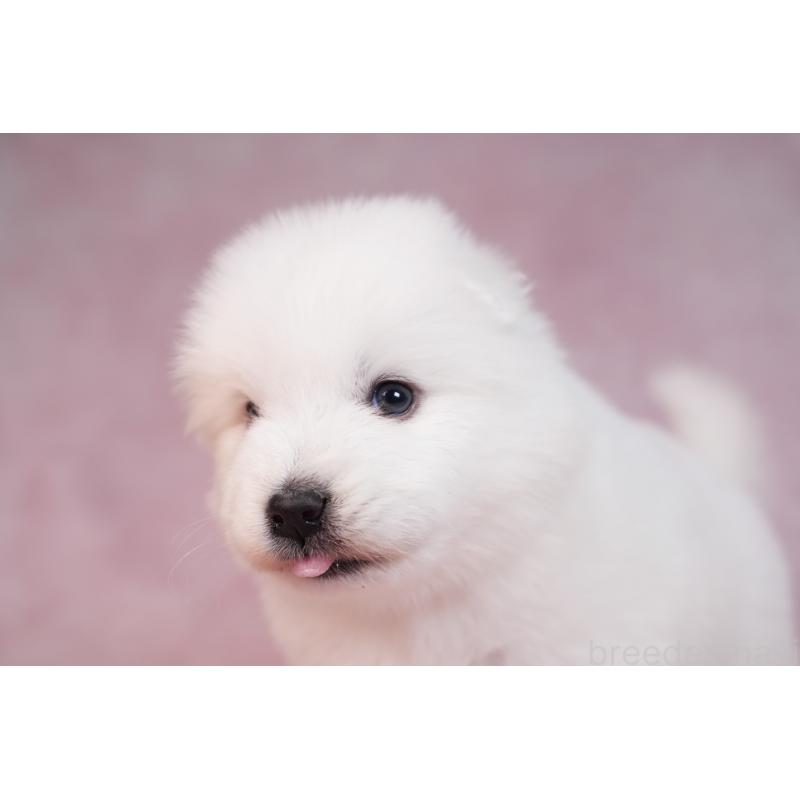 販売中の群馬県のサモエド-436269の5枚目