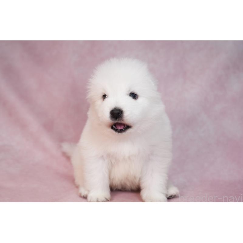 販売中の群馬県のサモエド-436269の4枚目