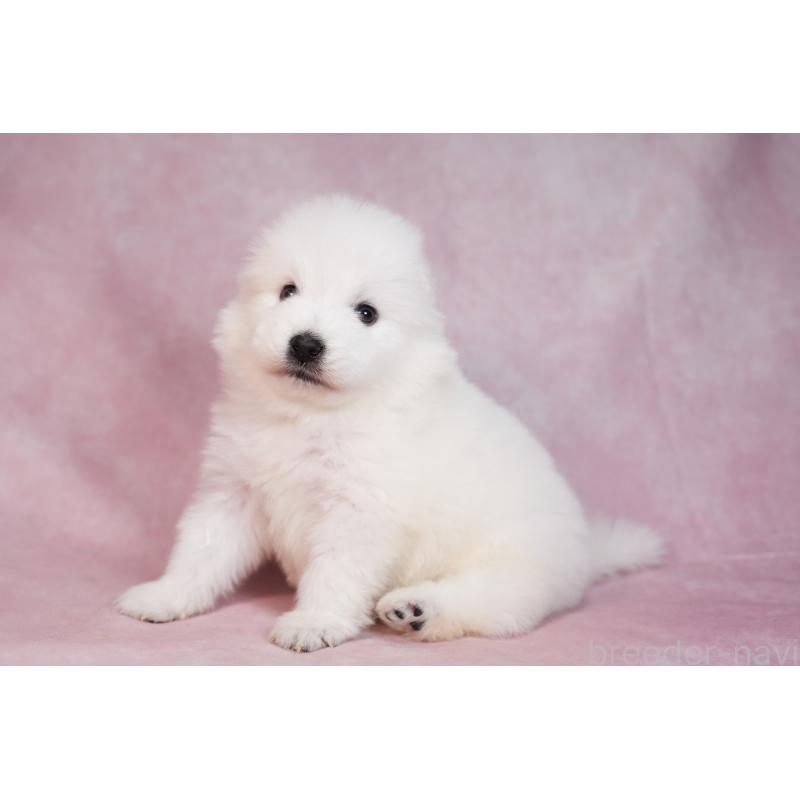 販売中の群馬県のサモエド-436269の3枚目