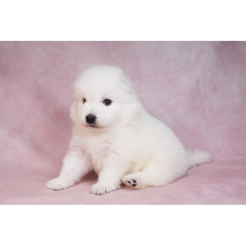 販売中の群馬県のサモエド-436269の2枚目