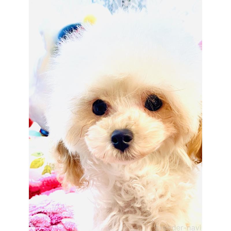 販売中の宮城県のティーカッププードル-423047