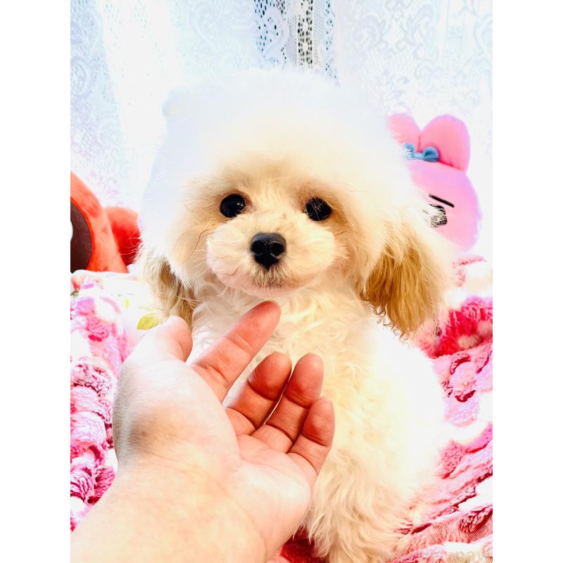 販売中の宮城県のティーカッププードル-423047