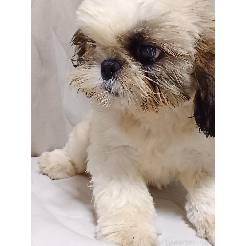 販売中の長野県のシーズー-436463の4枚目