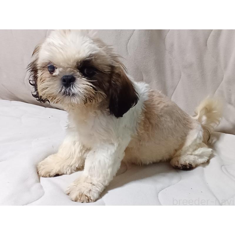 販売中の長野県のシーズー-436463の2枚目