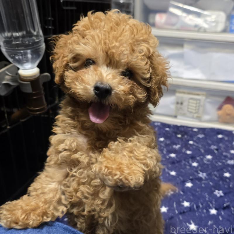 販売中の岡山県のトイプードル-425744の6枚目