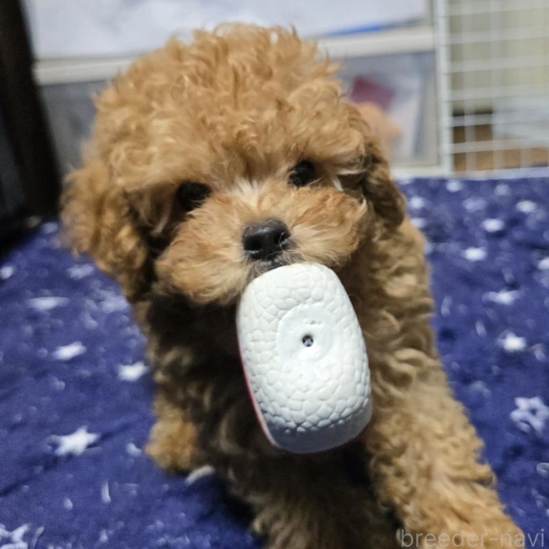 販売中の岡山県のトイプードル-425744の5枚目