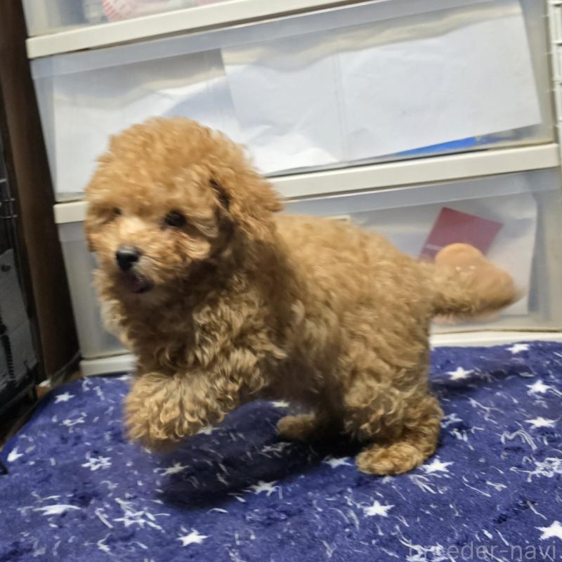 販売中の岡山県のトイプードル-425744の4枚目