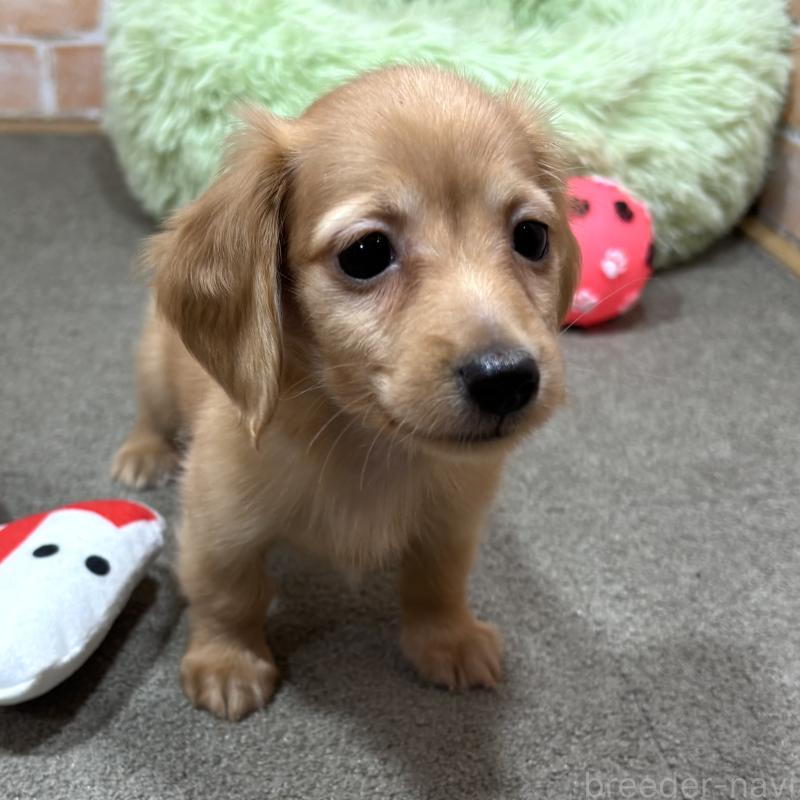 販売中の奈良県のカニンヘンダックスフンド(ロングヘアード)-436464の1枚目