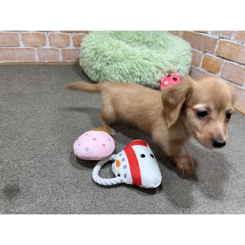 販売中の奈良県のカニンヘンダックスフンド(ロングヘアード)-436464の9枚目