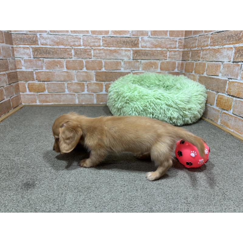 販売中の奈良県のカニンヘンダックスフンド(ロングヘアード)-436464の8枚目