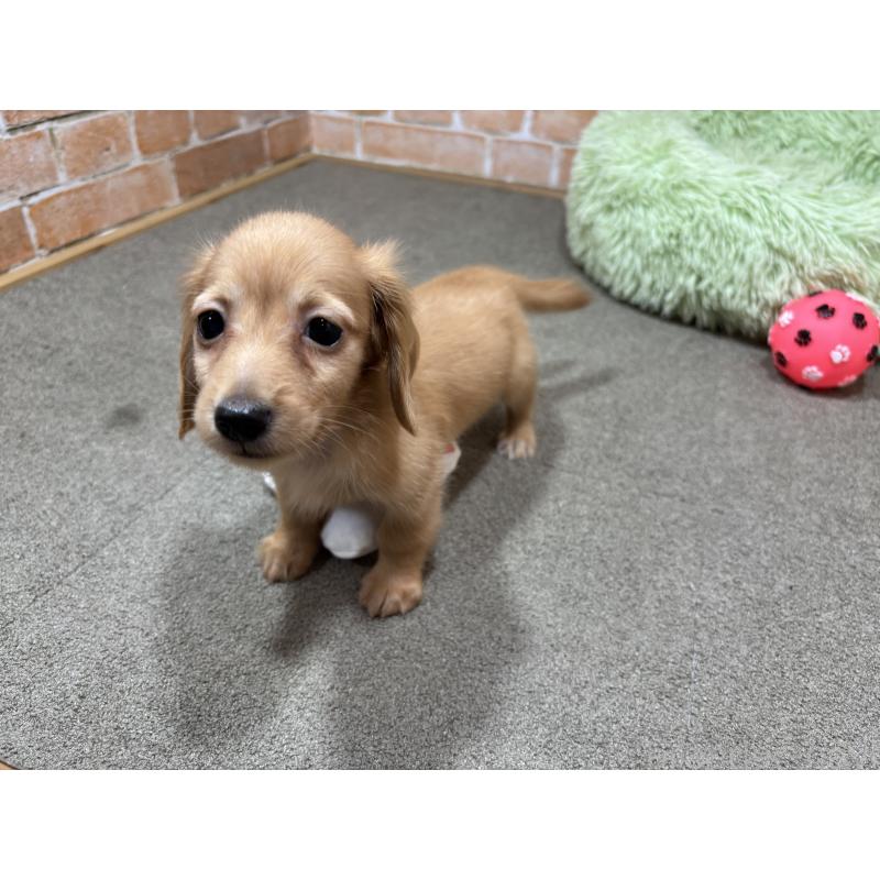 販売中の奈良県のカニンヘンダックスフンド(ロングヘアード)-436464の7枚目