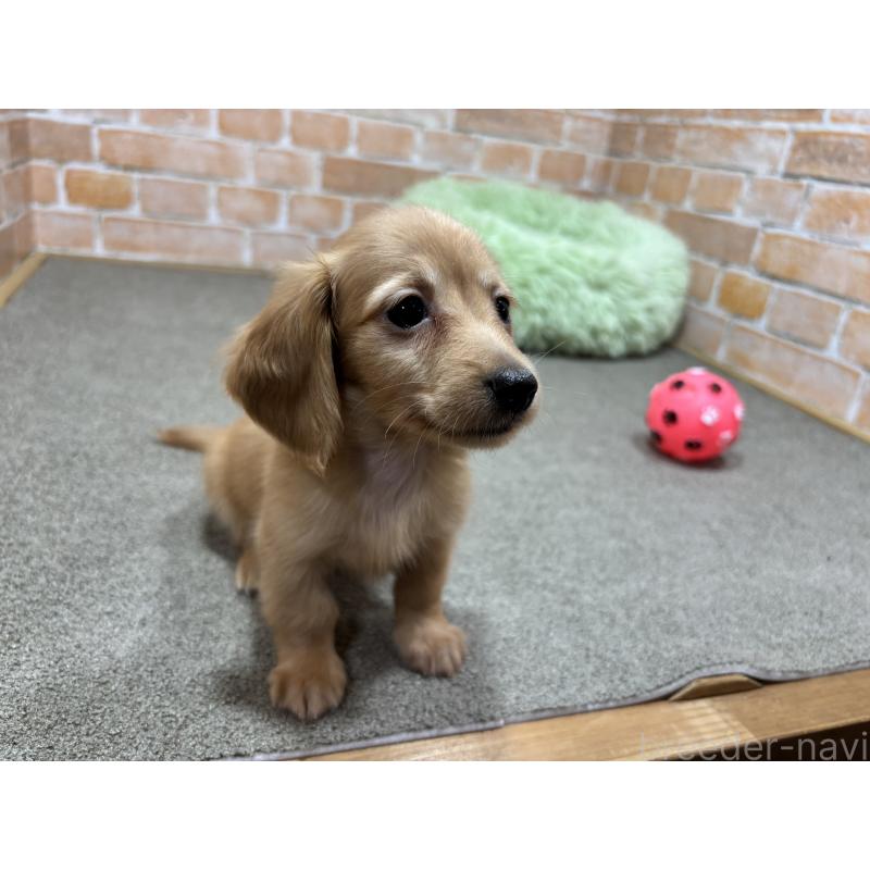 販売中の奈良県のカニンヘンダックスフンド(ロングヘアード)-436464の6枚目