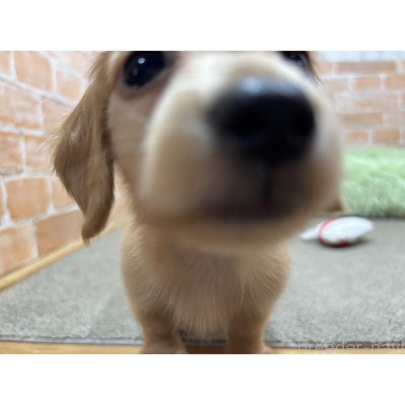 販売中の奈良県のカニンヘンダックスフンド(ロングヘアード)-436464の5枚目