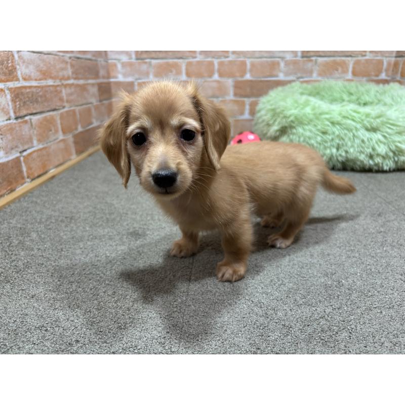 販売中の奈良県のカニンヘンダックスフンド(ロングヘアード)-436464の4枚目