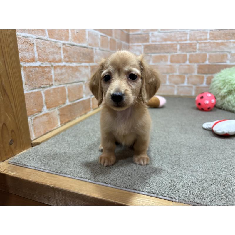 販売中の奈良県のカニンヘンダックスフンド(ロングヘアード)-436464の3枚目