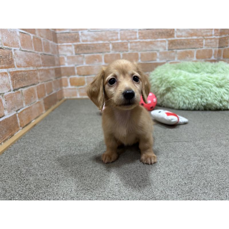 販売中の奈良県のカニンヘンダックスフンド(ロングヘアード)-436464の2枚目