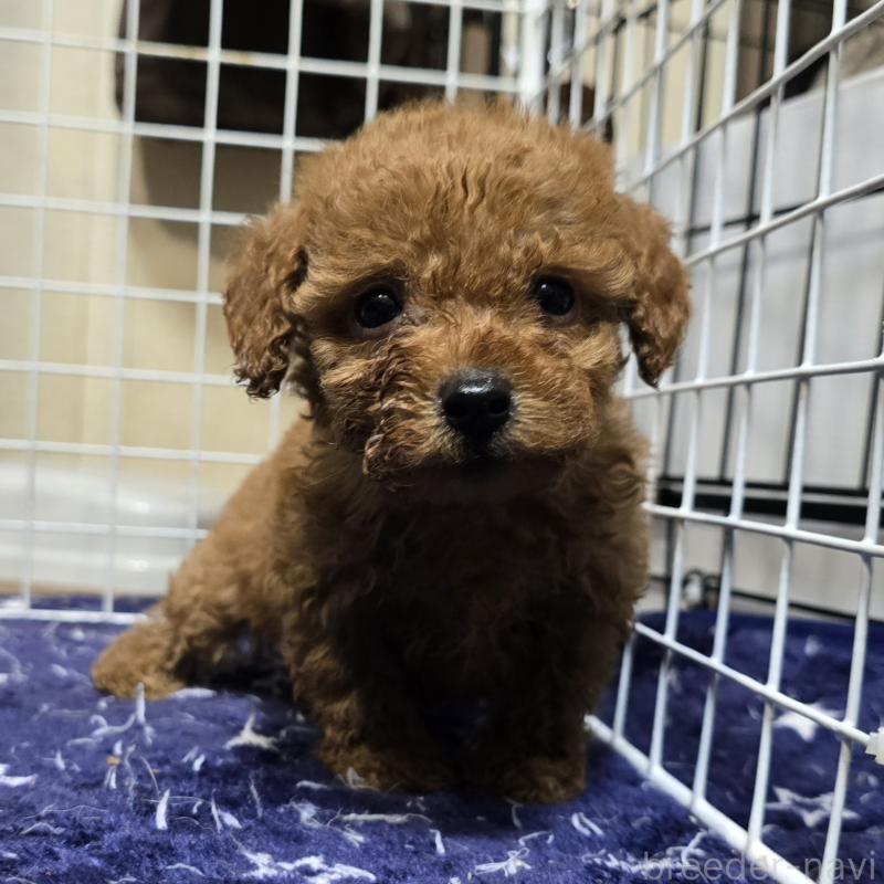 商談中の岡山県のトイプードル-430820の8枚目