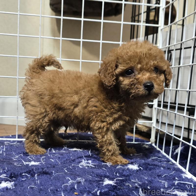 商談中の岡山県のトイプードル-430820の7枚目