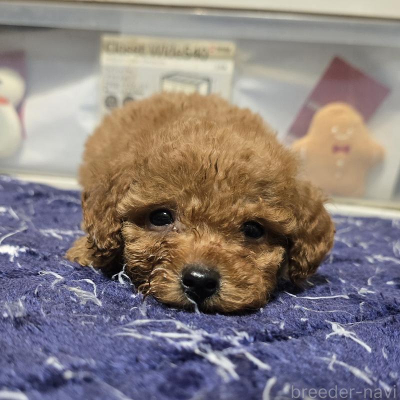 商談中の岡山県のトイプードル-430820の6枚目