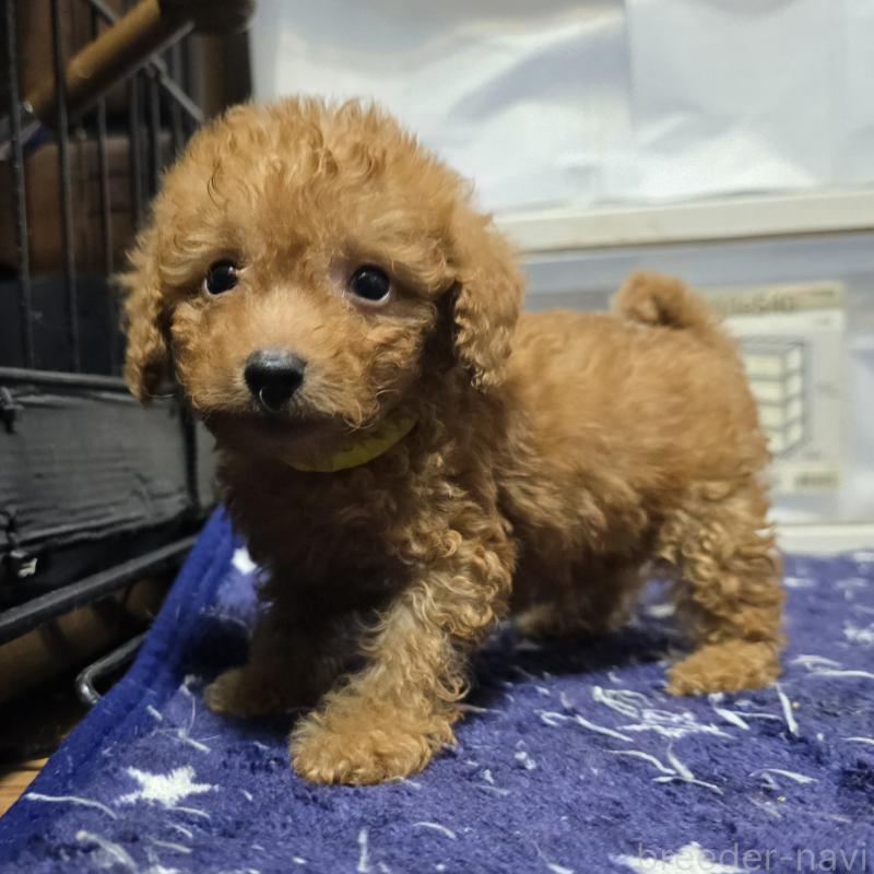 販売中の岡山県のトイプードル-430821の8枚目