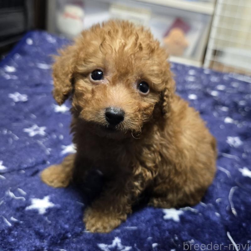 販売中の岡山県のトイプードル-430821の7枚目