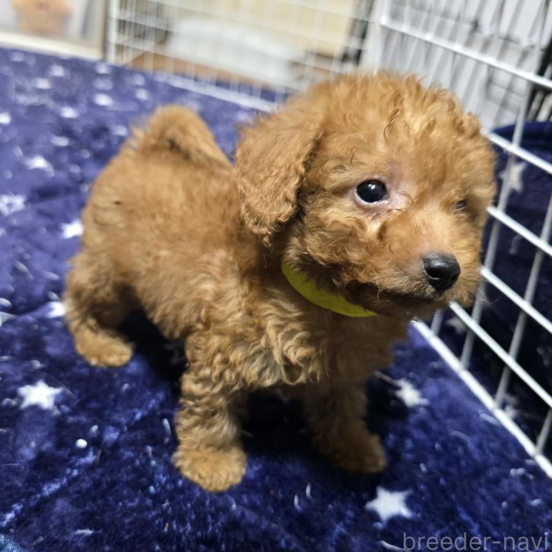 販売中の岡山県のトイプードル-430821の6枚目