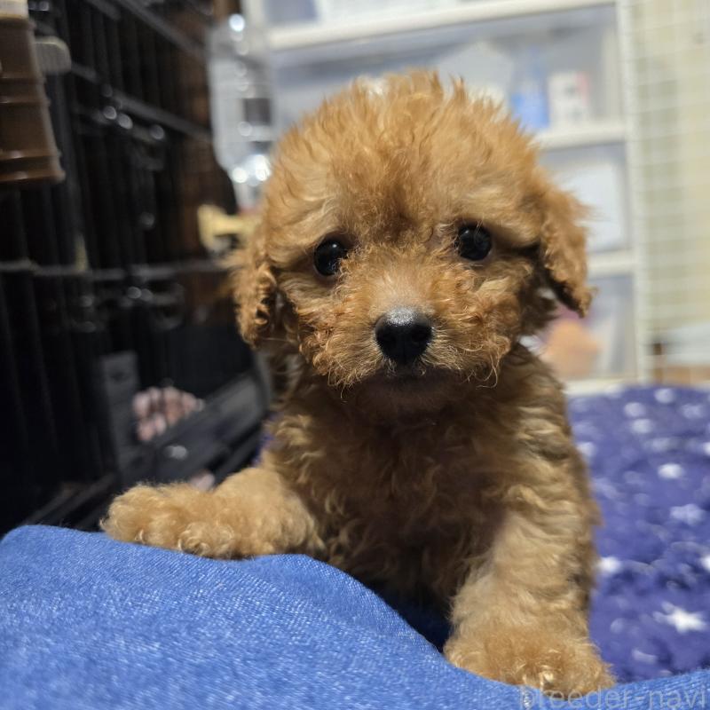 販売中の岡山県のトイプードル-430823の9枚目
