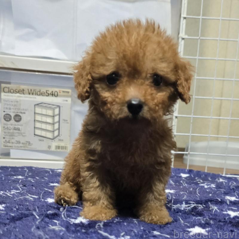 販売中の岡山県のトイプードル-430823の8枚目