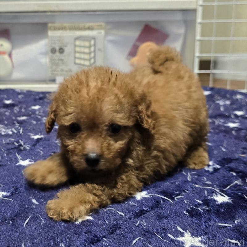 販売中の岡山県のトイプードル-430823の7枚目