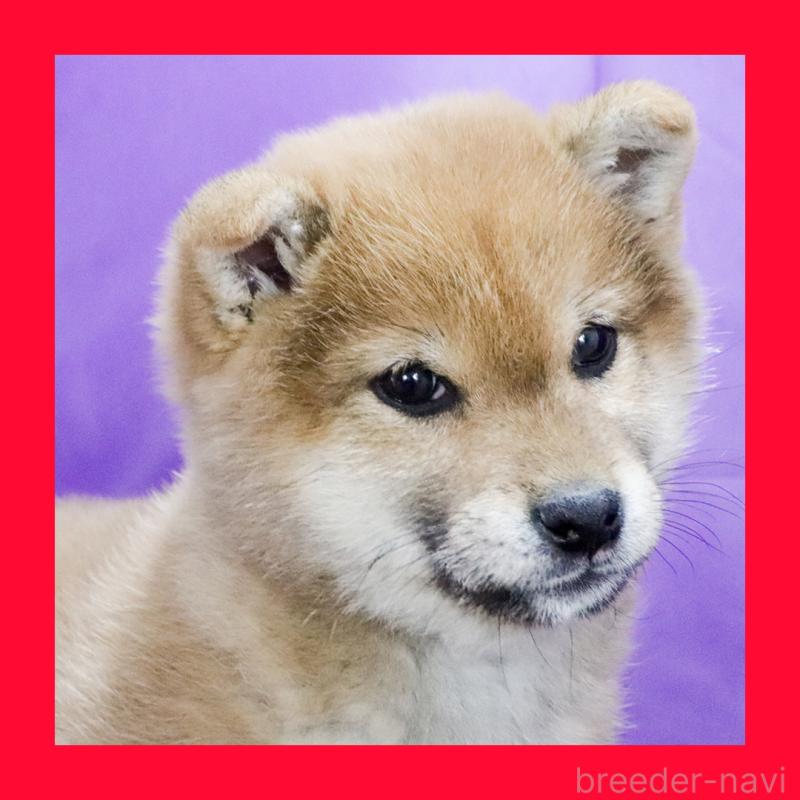 販売中の愛知県の豆柴-433396